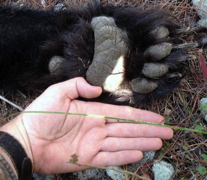 Florida’s Game Managers Working Towards 2016 Bear Hunt