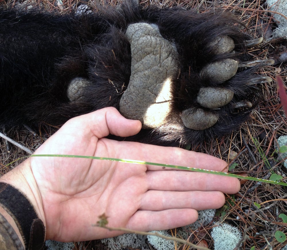 The paws are good sized and powerful, but the claws are the most impressive. (Photo: Russ Chastain) 
