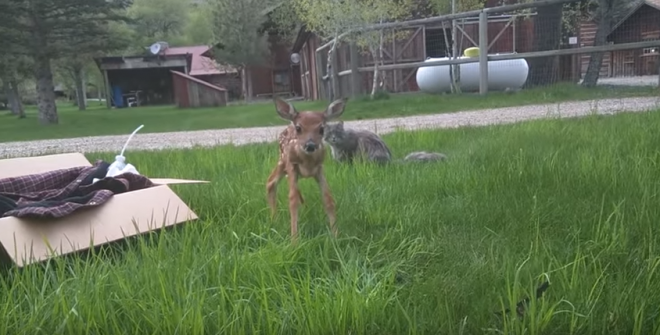 Fawn Refuses to Leave the Human Who Saved Her Life