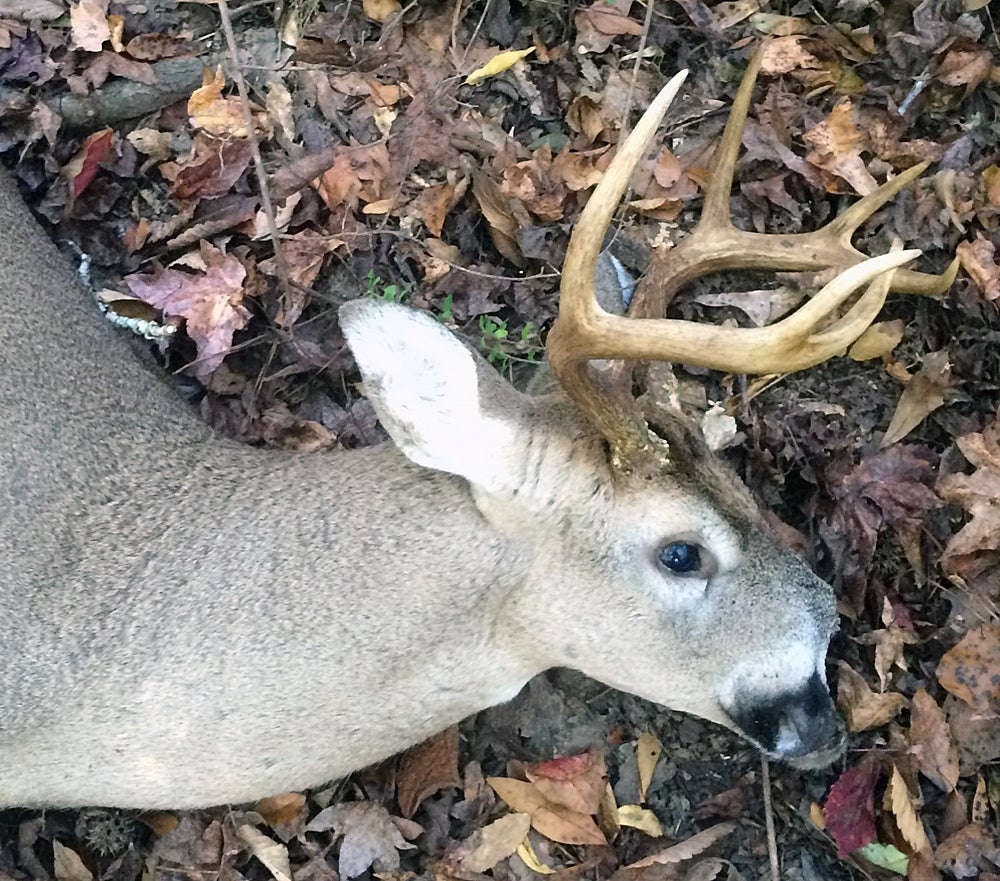 Profile of an unusual buck from Baldwin County, Georgia
