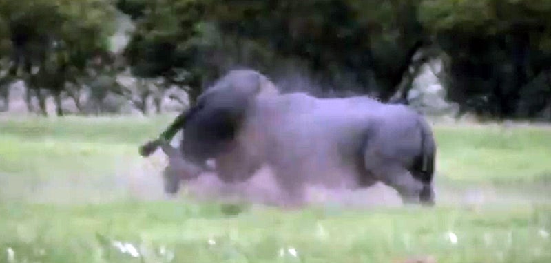 South African Battle: Rhino vs. Cape Buffalo (Video) South African Battle: Rhino vs. Cape Buffalo (Video)