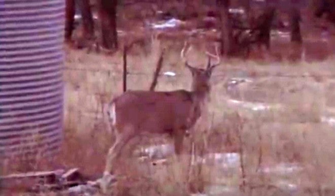 Bowhunter’s Buck Recovery Doesn’t Go as Planned (Video)