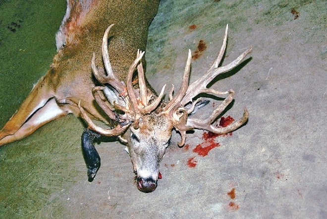 30-point Non-Typical Whitetail – Doe!