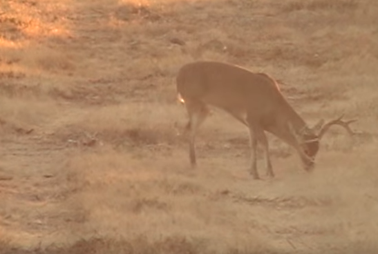 VIDEO: Shooting at the Wrong Trophy, by Accident of Course.