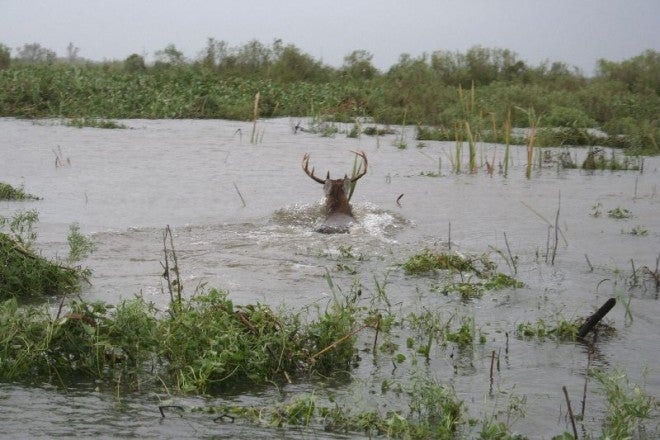 Mississippi River Flooding Halts Deer Hunts