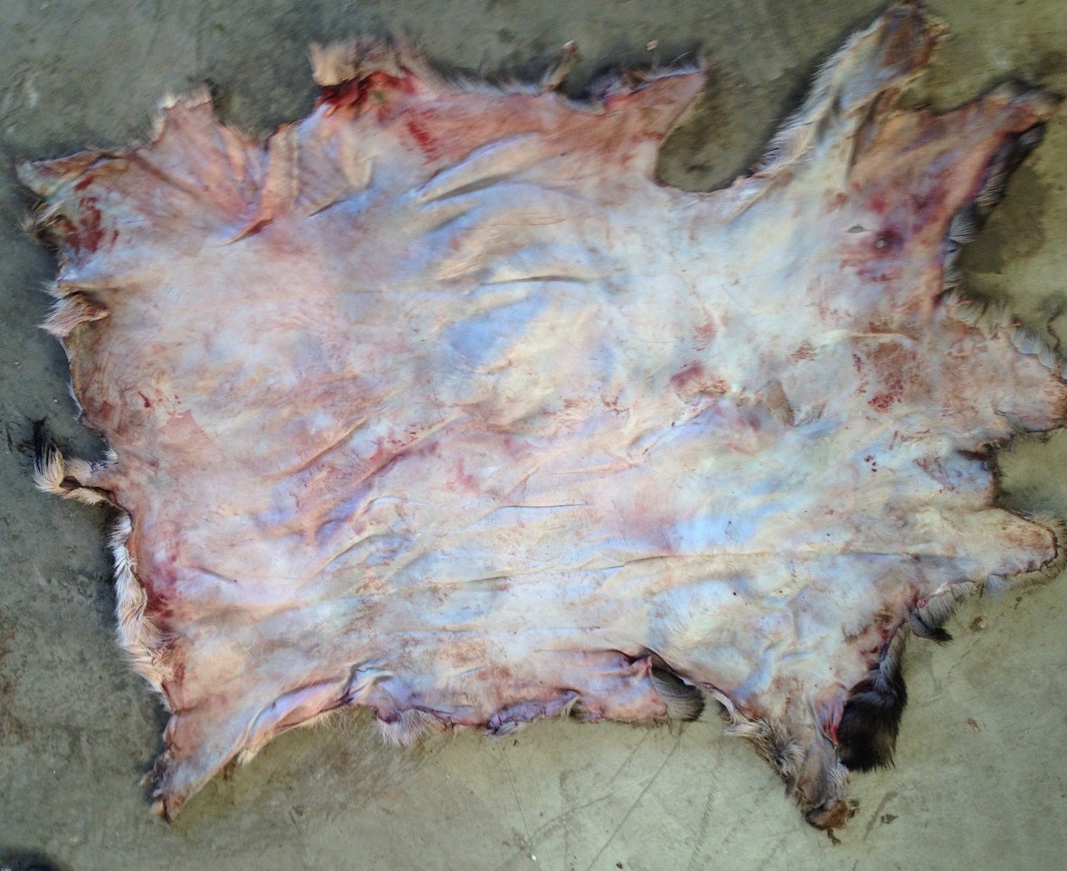 Step-by-Step Instructions for Deer Hide Tanning 