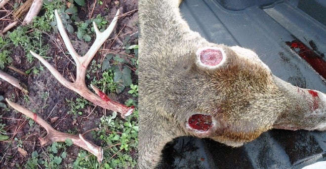 Hunter Shot a Nice Buck, But Went Home With an Antlerless Deer