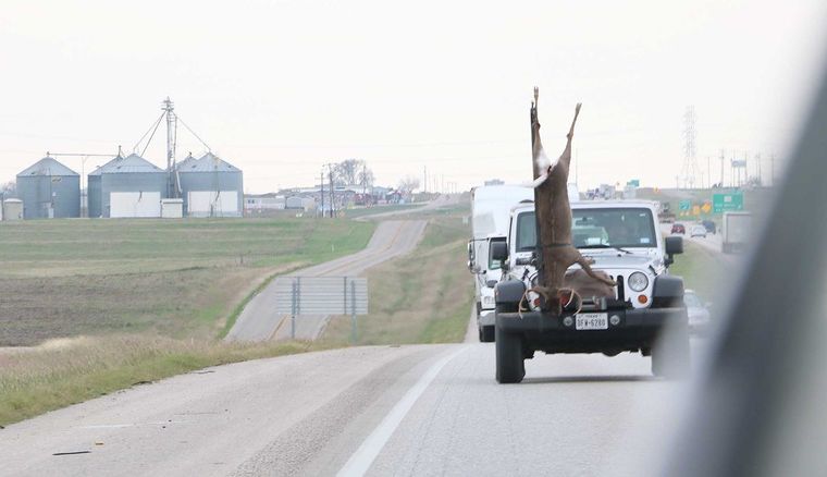 Only in Texas? Big Buck Hangs While Hauled Down Highway Only in Texas? Big Buck Hangs While Hauled Down Highway