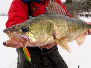 WalleyeIceFishing_Buckshot