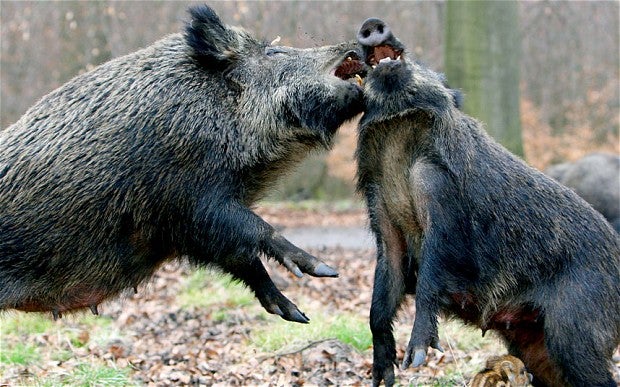 Pick Your Shots Carefully With Pigs Pick Your Shots Carefully With Pigs
