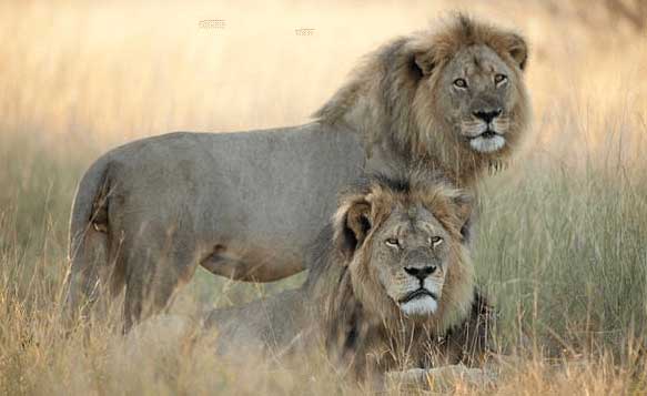 Zimbabwe: Please Come Shoot Our Lions!