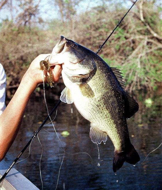 Florida’s Sawgrass TPC Golf Course Has HUGE Largemouth Bass