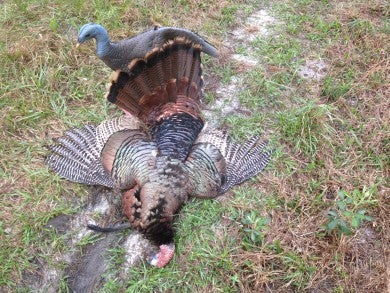 2nd turkey