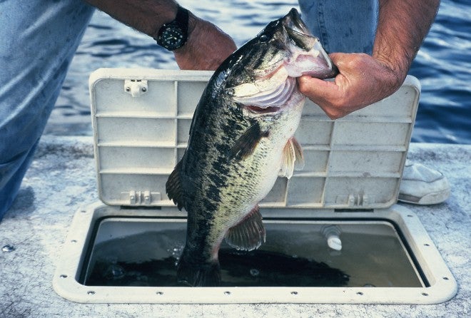  Lure Speed Critical for Pre-Spawn Bass Success