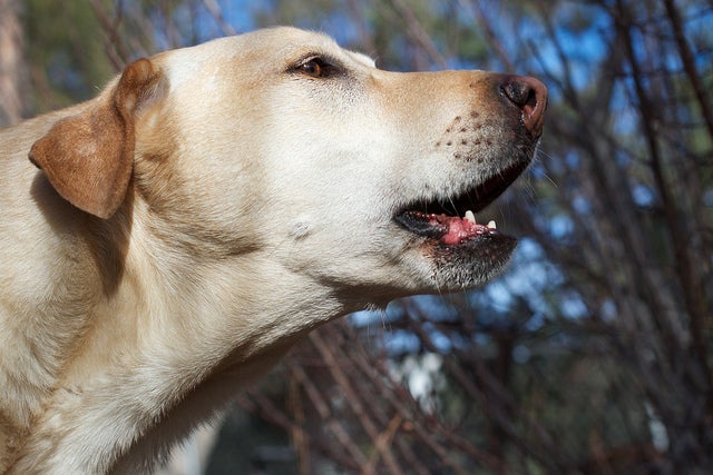 So Scary: Ever Wonder What Your Dog is Barking at? (VIDEO)