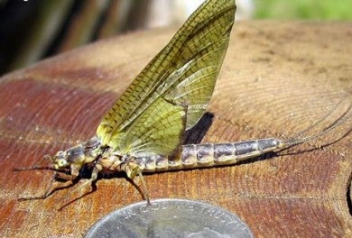 Mayfly hexagenia limbata1