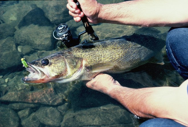 Understanding Flies for Walleyes