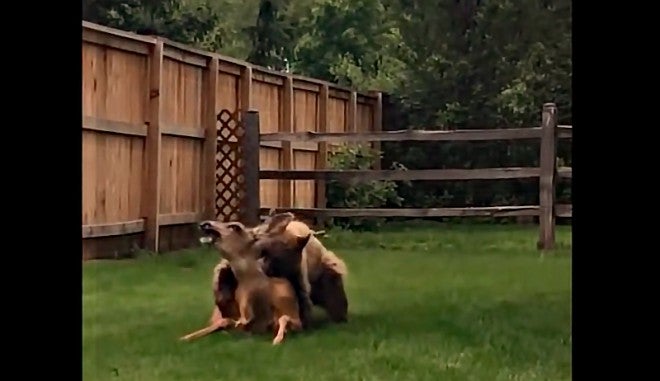 Video: Bear Killing a Deer in Residential Neighborhood