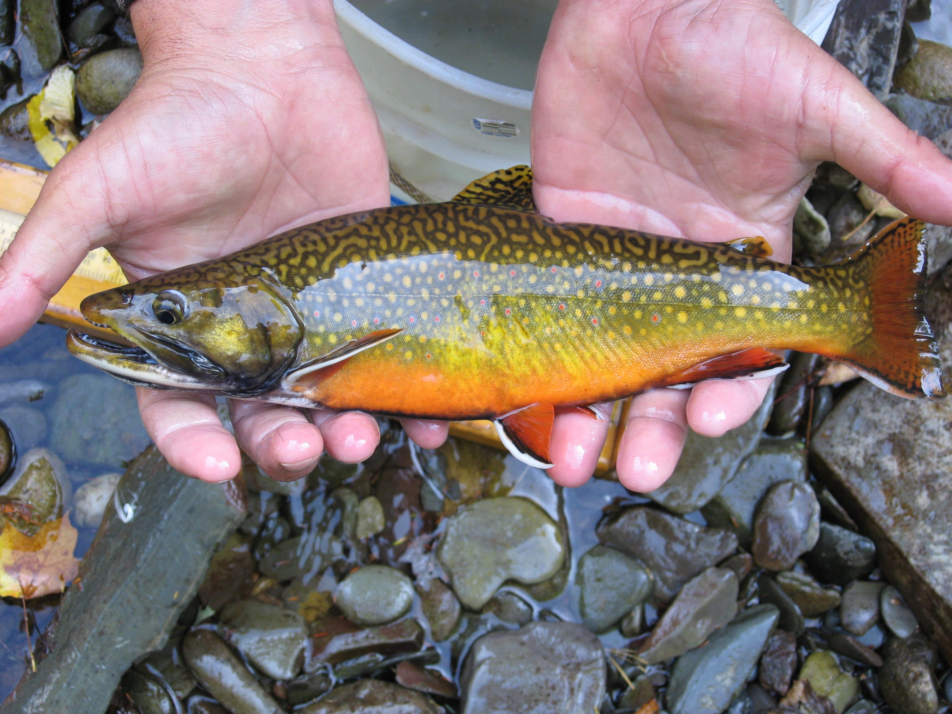 Tight Line Trout Tactics Tight Line Trout Tactics