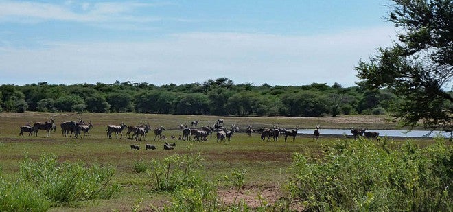 Namibia’s Government Bans Hunting Bans