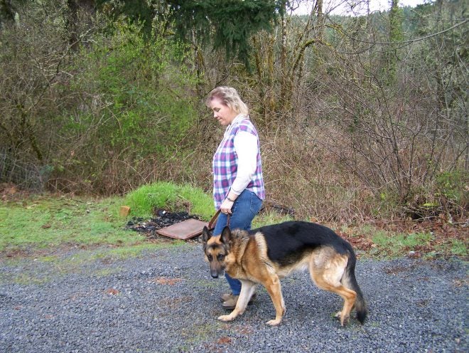 german shepherd protection training near me