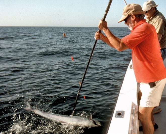 How to Gaff Fish AllOutdoor