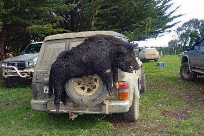 Photo: A Huge Wild Hog from New Zealand’s Chatham Islands