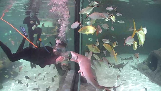 Outdoor Vacation Hotspot: Florida Keys Aquarium