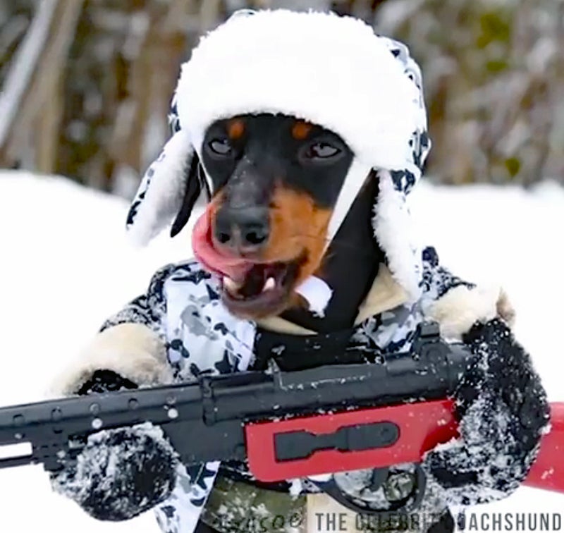 Hunter costume for dog sales