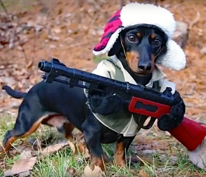 Watch Celebrity Hunting Dog (Not What You Expect