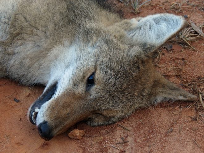 Coyotes are a True Threat to Deer Hunting