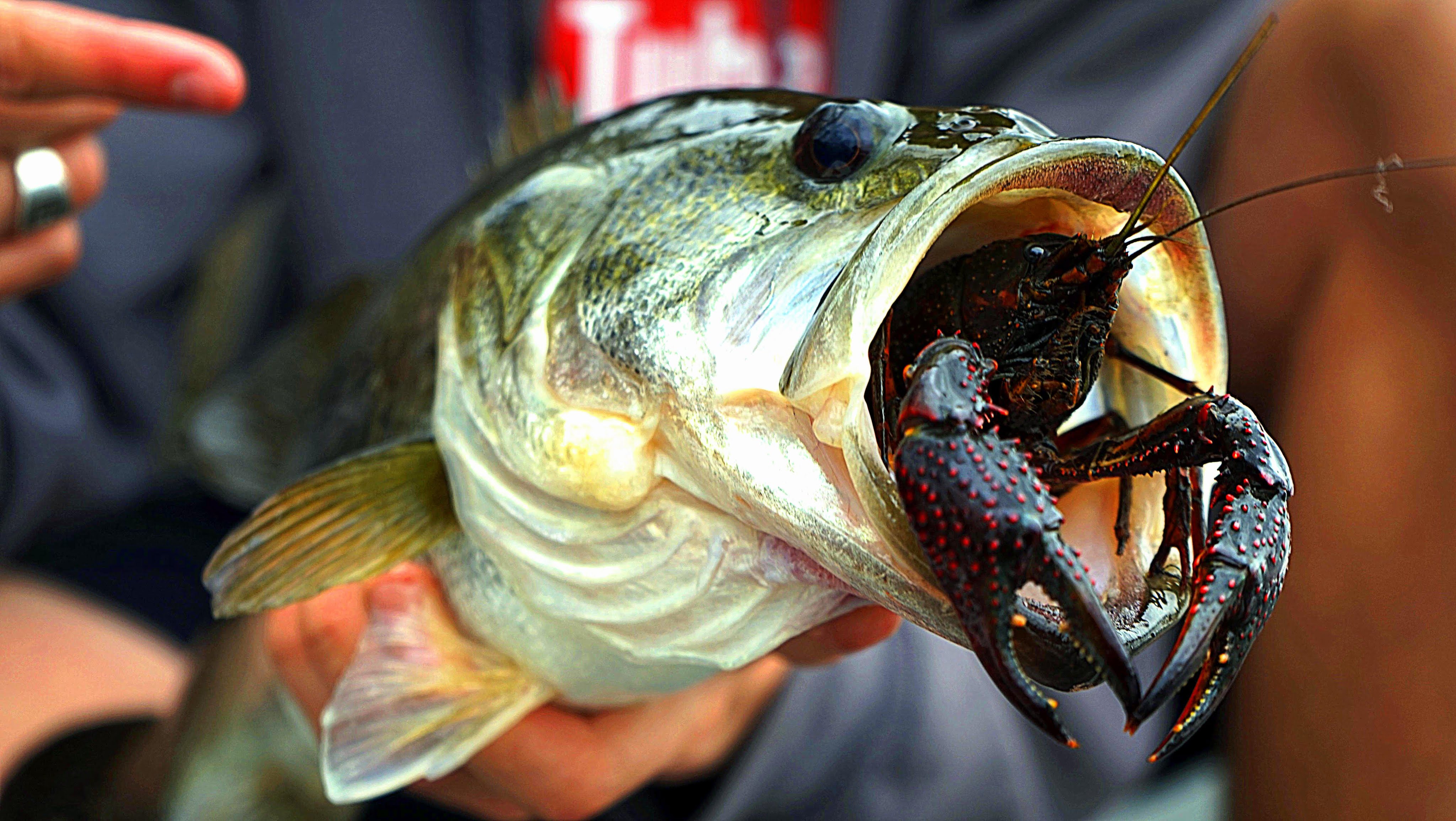 Keys to Catching Fish: Crawfish Bait Rigging 