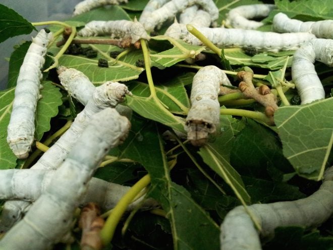 Silkworms Will Make Ballistic Spider Silk for the U.S. Army