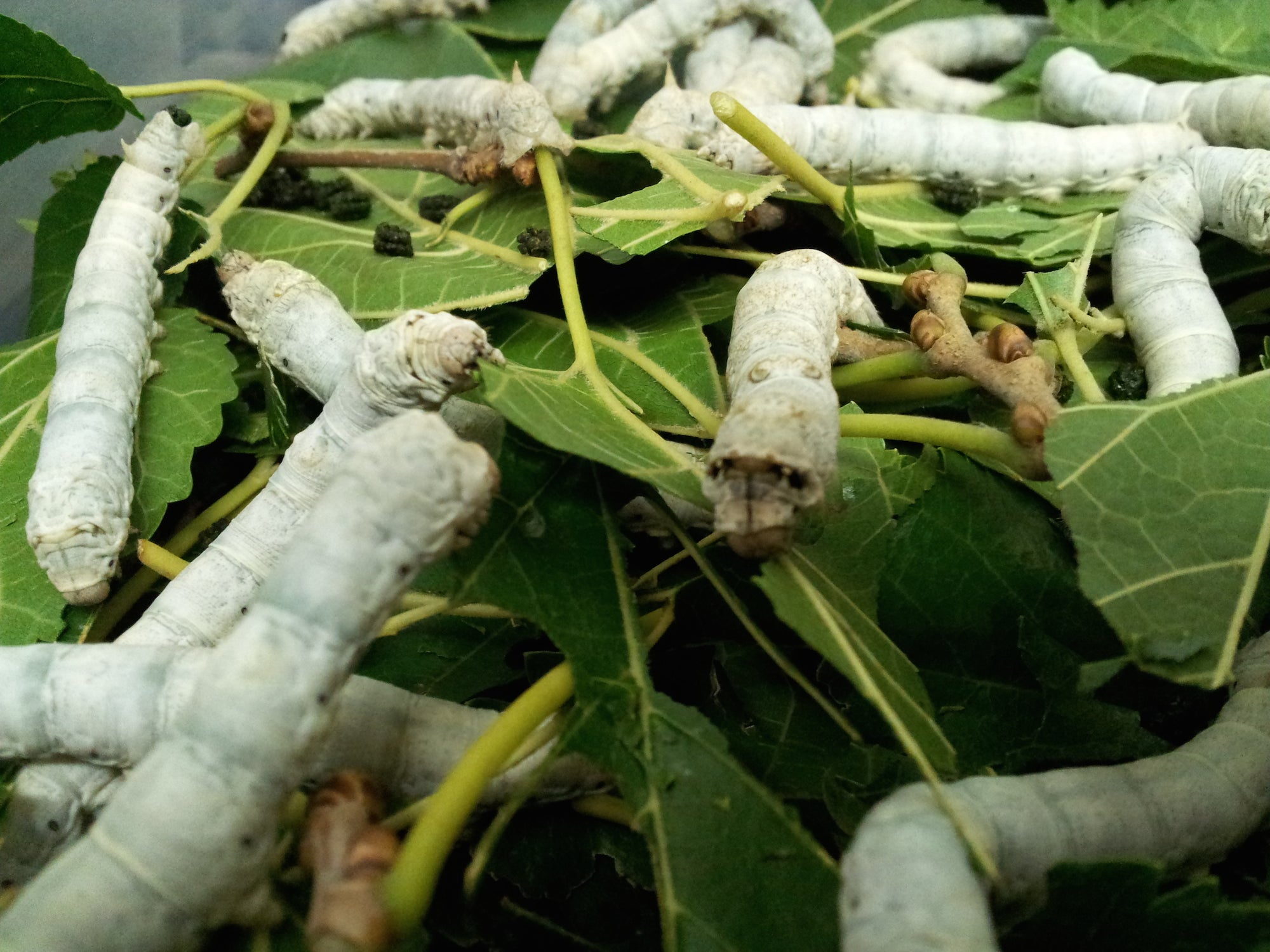 Silkworms Will Make Ballistic Spider Silk for the U.S. Army Silkworms Will Make Ballistic Spider Silk for the U.S. Army