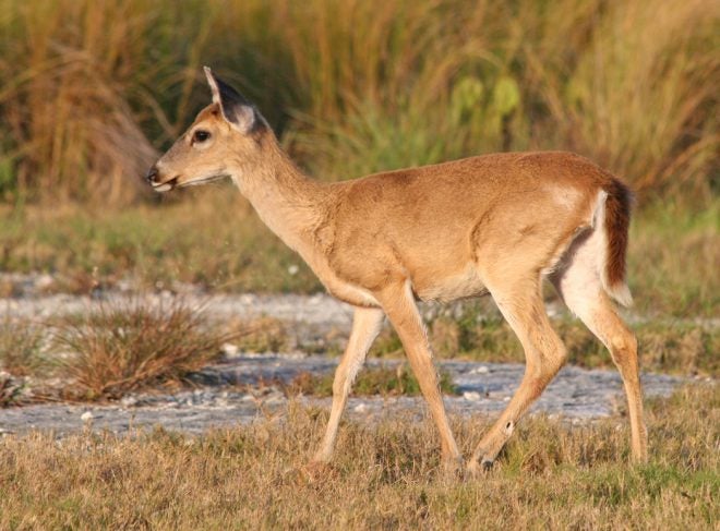 Outdoor Vacation Hot Spot: Keys Deer National Wildlife Refuge