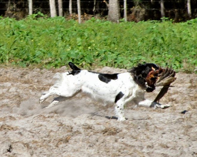 Time to Get Gun Dogs in Shape for Hunting