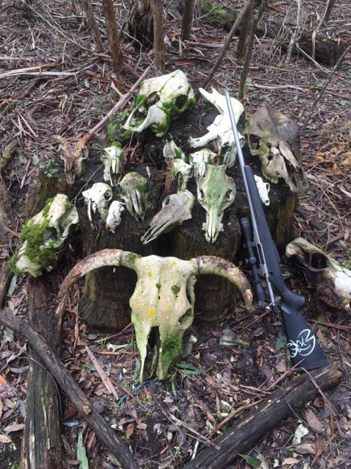Hunter Finds a Collection of Skulls in the Boonies