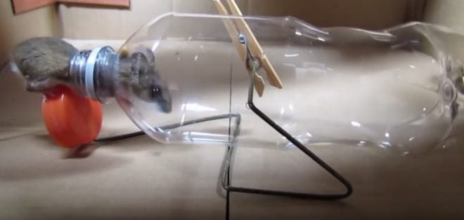 Video: Bottle + Coat Hanger = Humane Mouse Trap