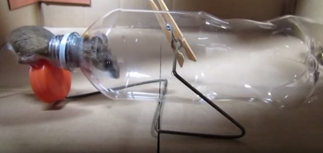 Video: Bottle + Coat Hanger = Humane Mouse Trap - AllOutdoor.com