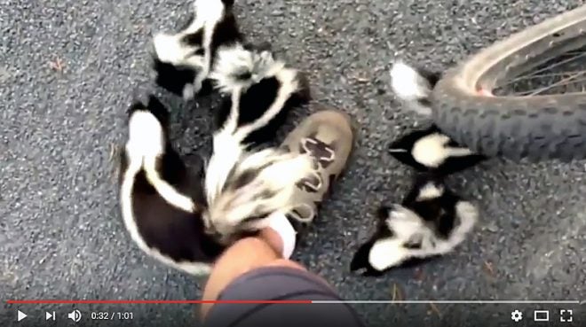 Watch: Outdoorsman Meets a Skunk Squad on the Road
