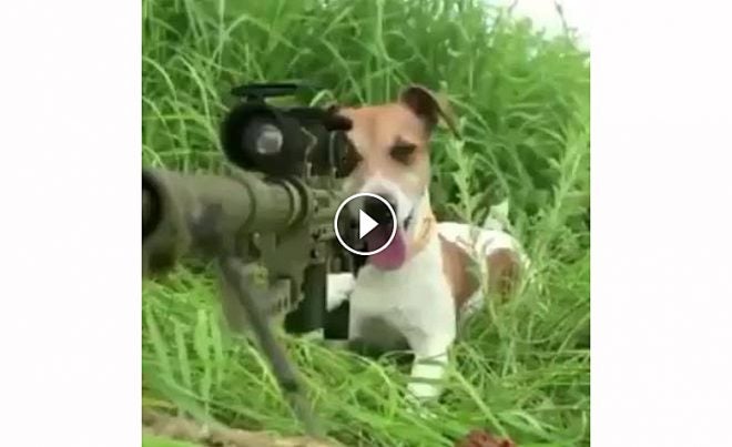 Video: Sniper Dog Targets the Wrong Squirrel