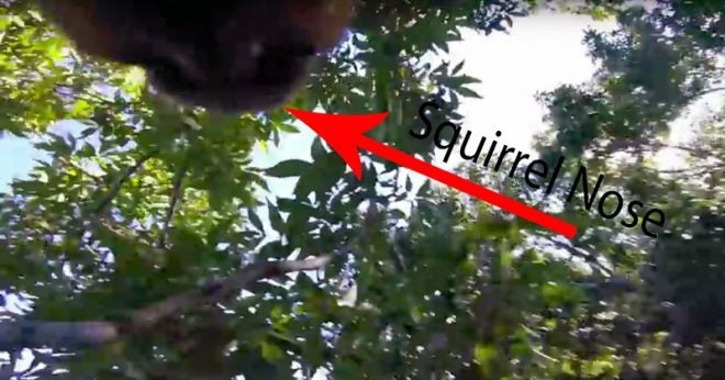 Video: A Squirrel’s Trip Through the Trees