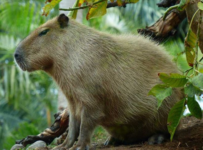 New Giant Rodent Invades Florida 