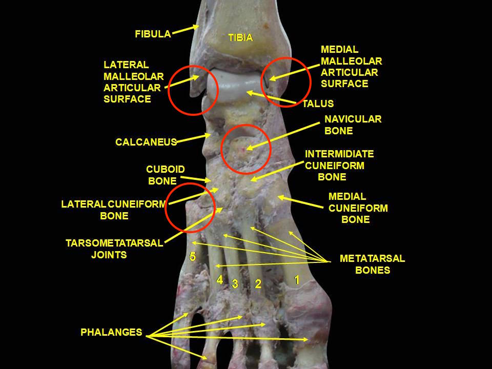 By Anatomist90 (Own work) [CC BY-SA 3.0 (http://creativecommons.org/licenses/by-sa/3.0)], via Wikimedia Commons; I added in the red circles to indicate the test areas