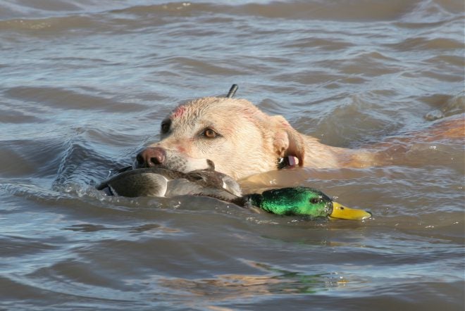 Duck Forecast Good, Though Down from Last Year