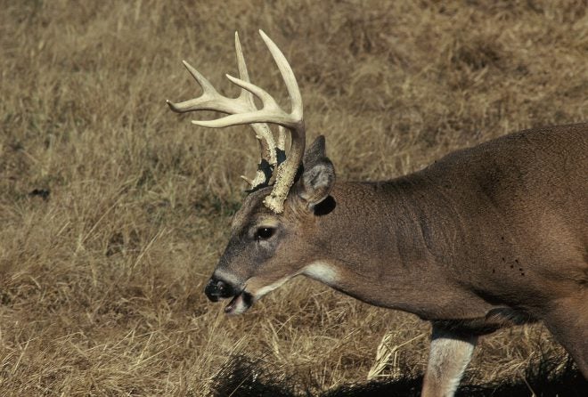 Arby’s: They Got The Meats — Deer Meats!