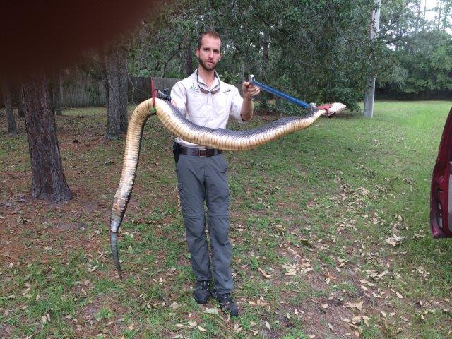 Giant Cottonmouth Water Moccasin Caught Alive.