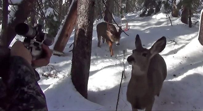 Watch: Close Encounter With Buck and Doe Caught on Video