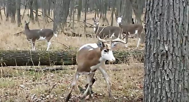 Watch: Would You Shoot This Piebald/Calico Buck?