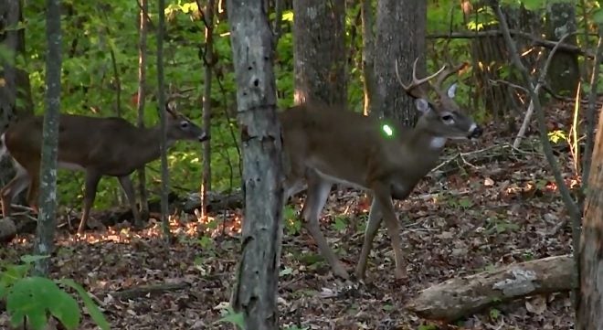 Watch: 17-Year-Old Hunter Self-Films a Public-Land Bow Buck